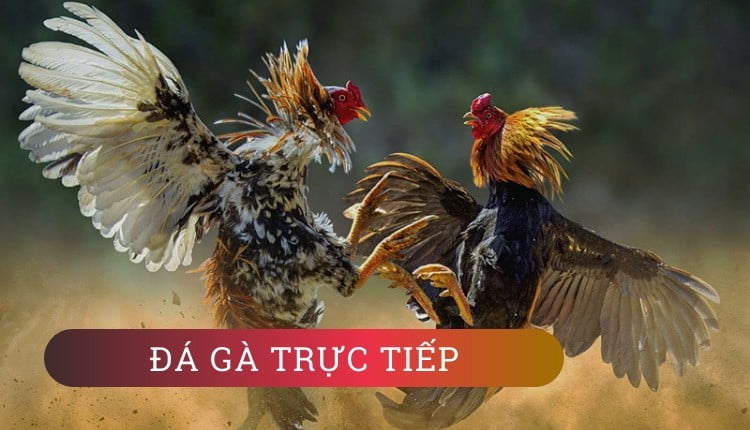 Chọi gà trực tiếp AE888