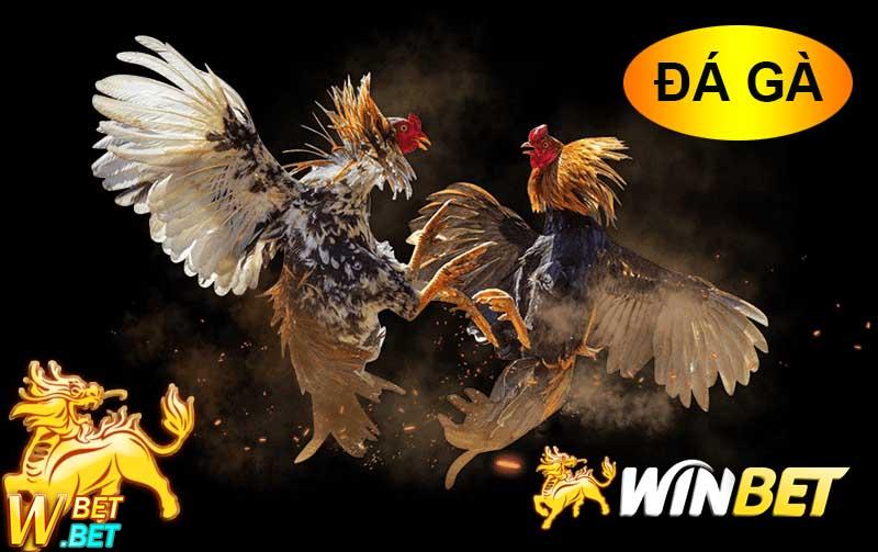 đá gà winbet