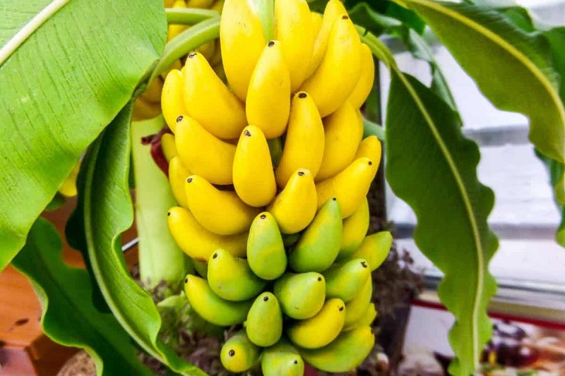 Giải mã giấc ngủ ăn chuối