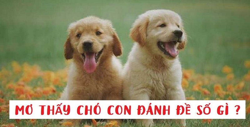 Tại sao mơ thấy chó đánh chó con?