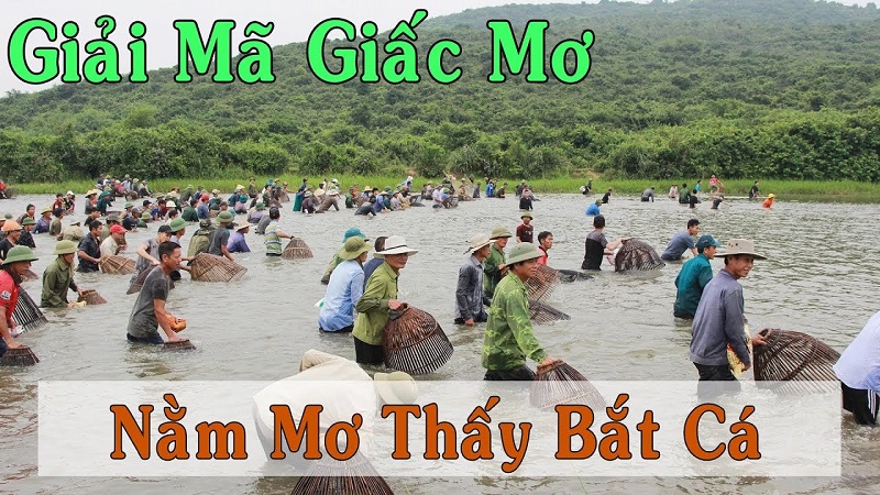Giải mã giấc mơ cho cá