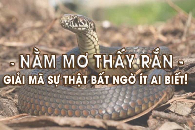 Giải mã giấc mơ rắn cắn