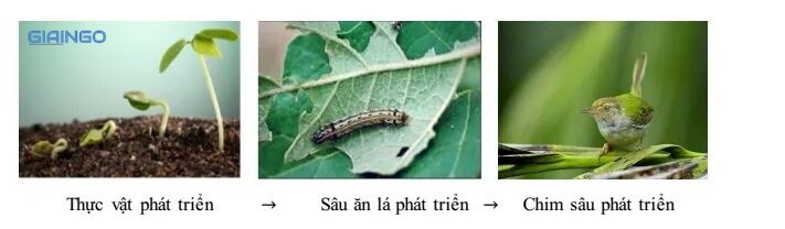 cân bằng sinh học