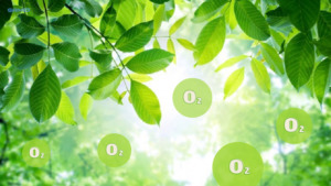 Vì sao người ta nói rừng được ví như lá phổi xanh của con người?