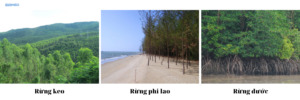 Vì sao người ta nói rừng được ví như lá phổi xanh của con người?