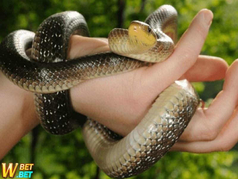 giấc mơ về bắt rắn