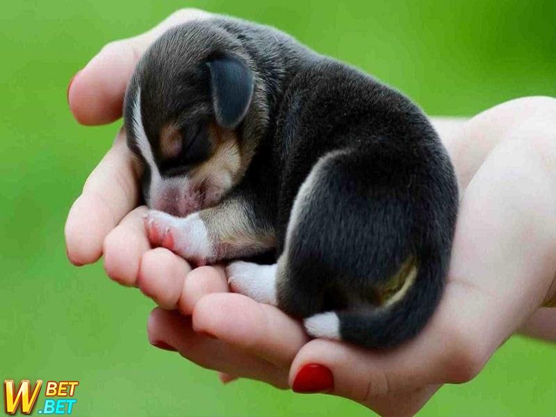 Nằm mơ thấy chó