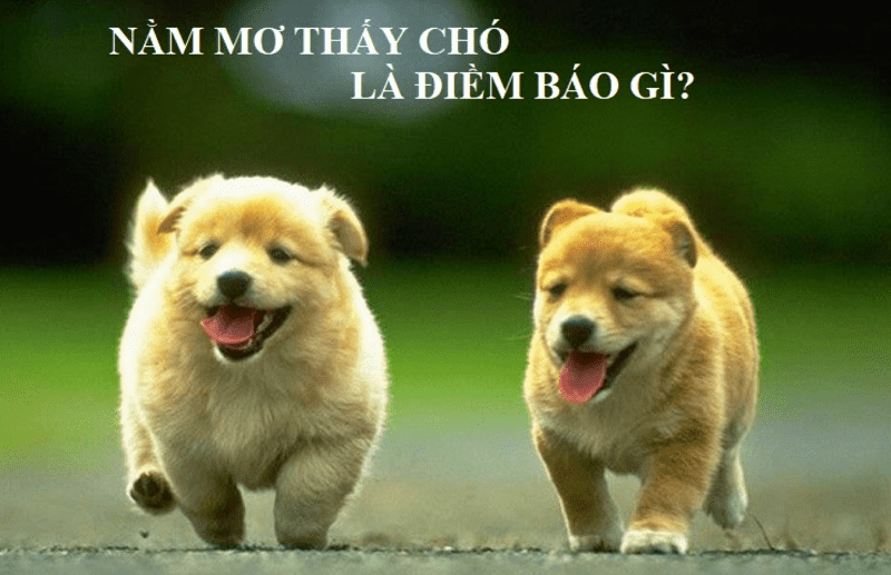 giải thích giấc mơ con chó