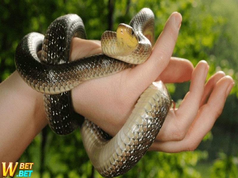 Giải mã giấc mơ rắn cắn