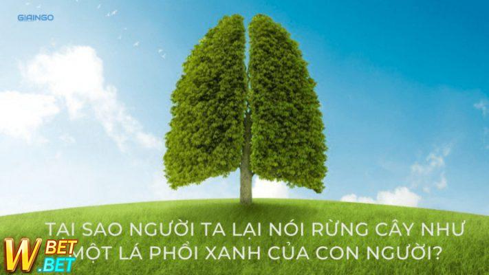rừng là gì