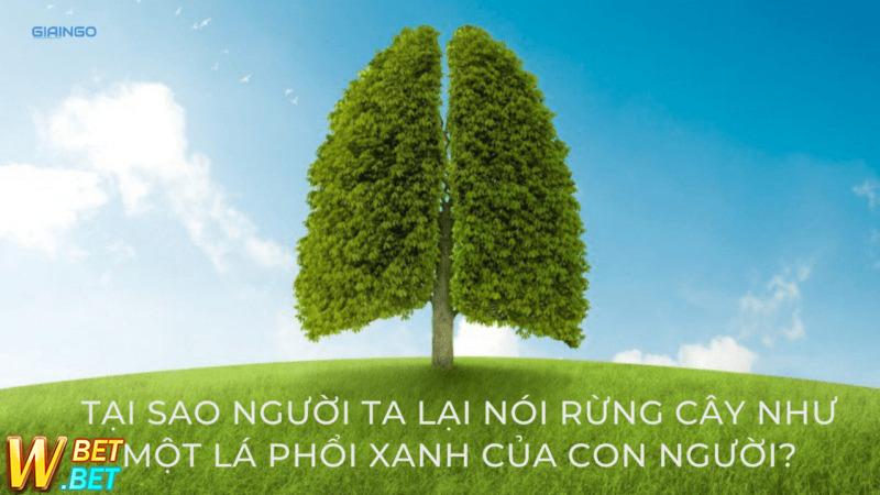 rừng là gì