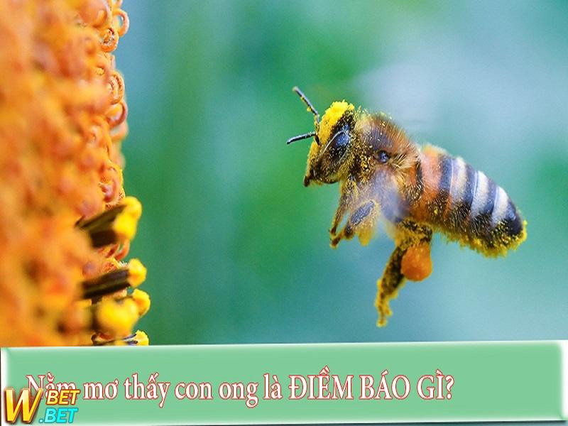 giấc mơ thấy ong