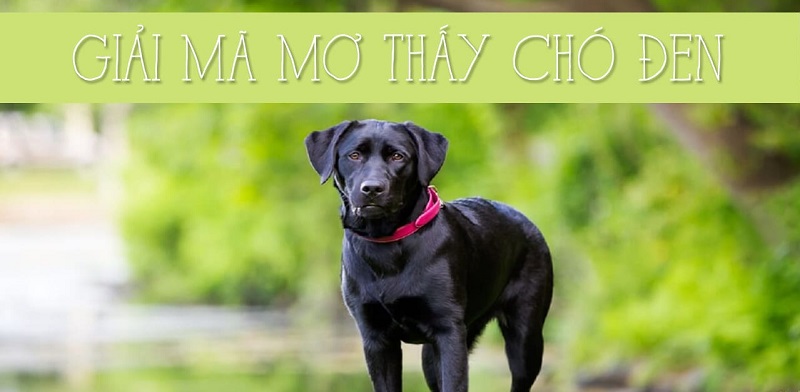giải thích giấc mơ của con chó đen