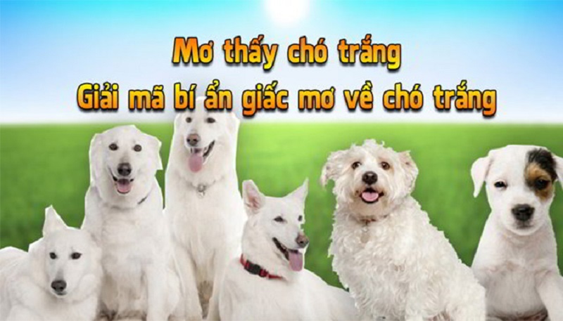 giải thích giấc mơ con chó trắng