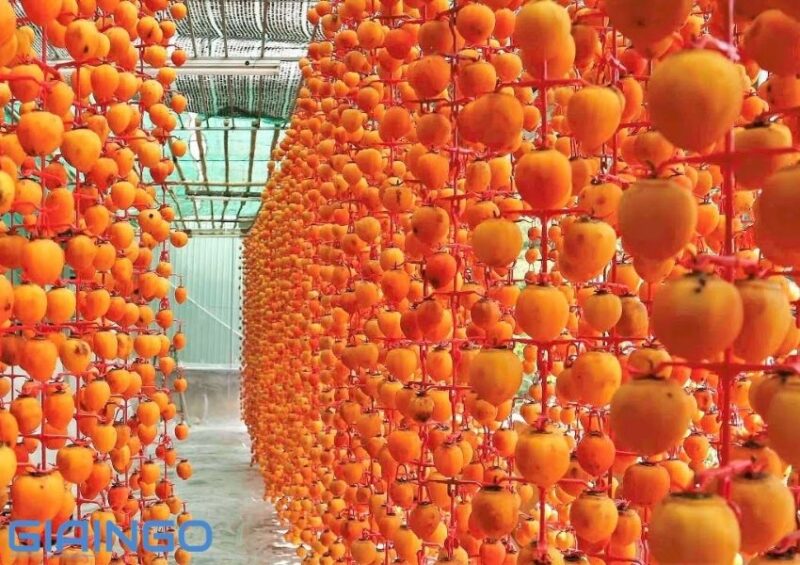 vườn hoa hồng treo