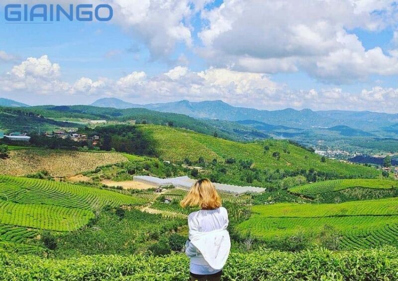 Đồi chè Bò Đất