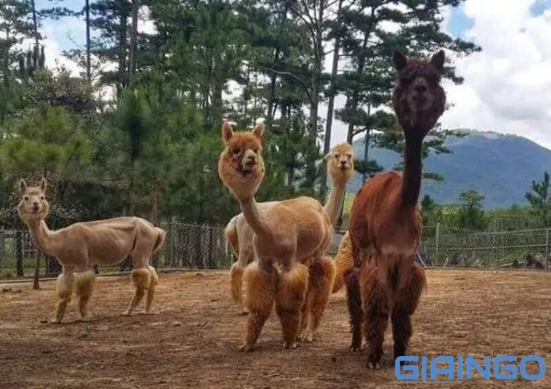 Sở thú Zoodoo Đà Lạt