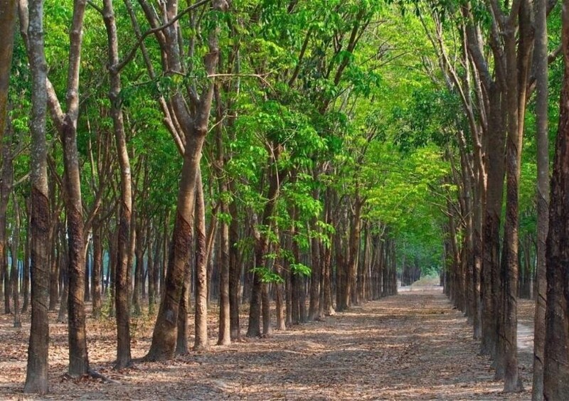 khí hậu tỉnh Bình Phước