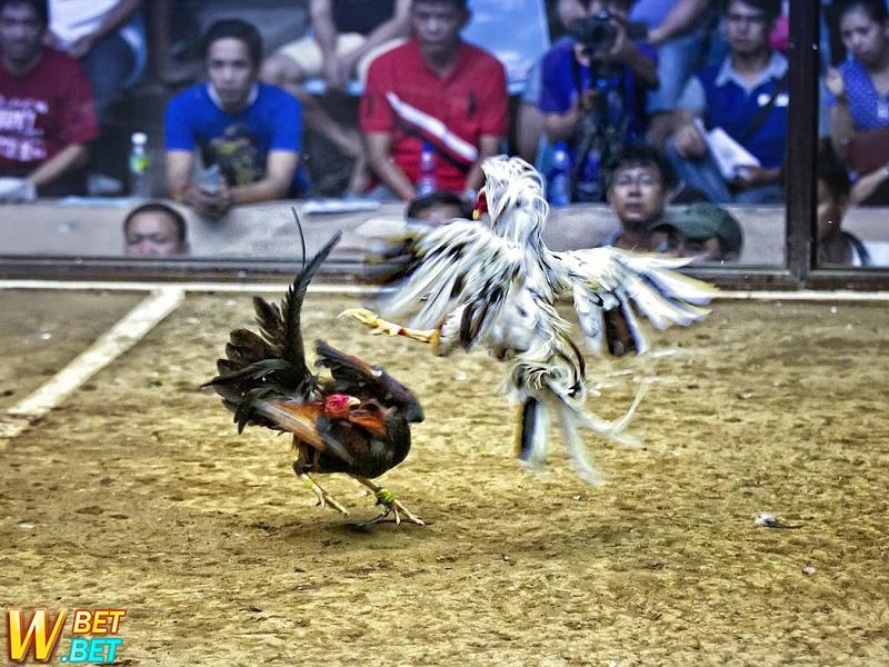 Bị bắt quả tang do đánh bạc dưới hình thức chọi gà
