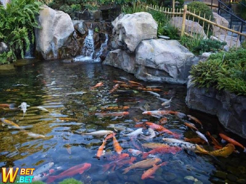 giấc mơ thấy ao cá