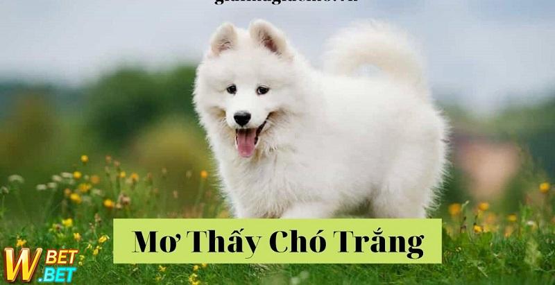 giấc mơ về con chó trắng