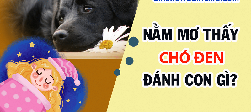 Nằm mơ thấy chó đen đánh số mấy