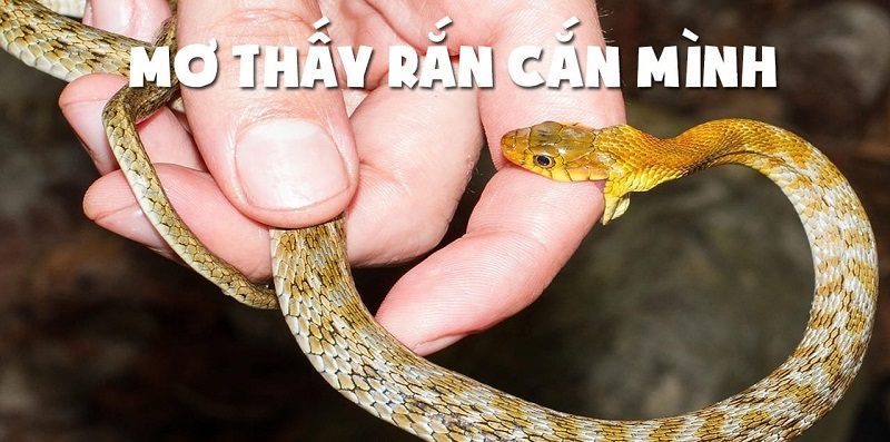 Tại sao mơ thấy rắn cắn