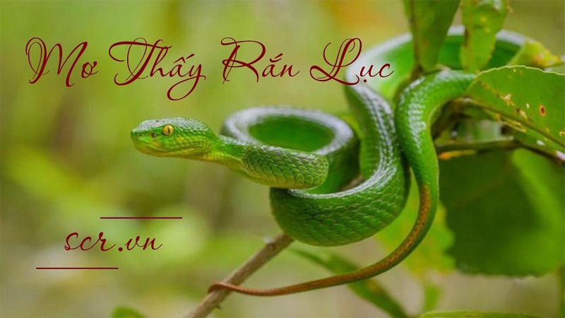 Giải mã giấc mơ thấy rắn