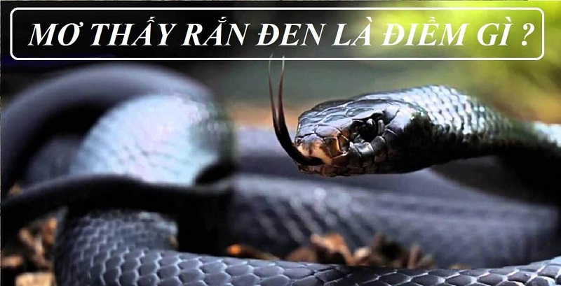 Giải mã giấc mơ thấy rắn đen