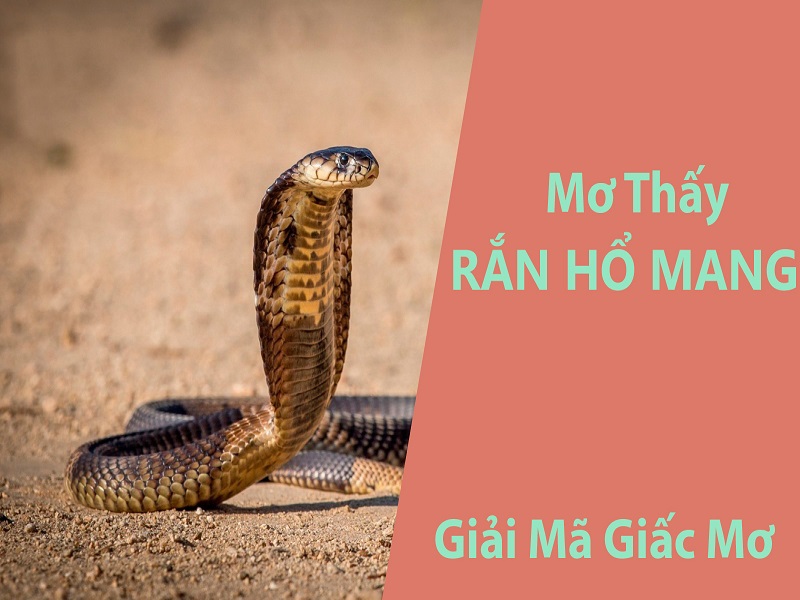 Giải mã giấc ngủ khi nhìn thấy rắn hổ mang