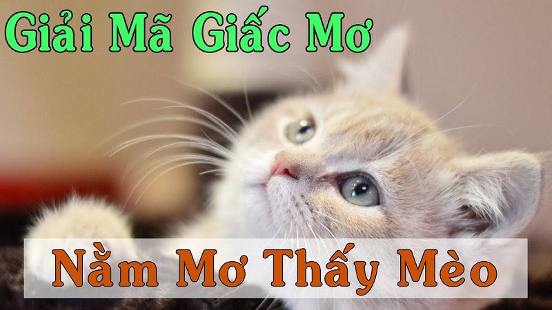 Giải nghĩa giấc mơ thấy một con mèo