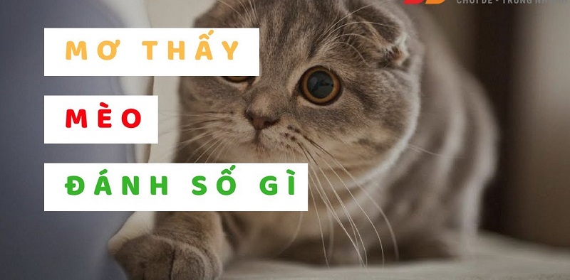 Tại sao mơ thấy mèo đánh mèo con?