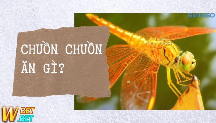 bí mật của chuồn chuồn