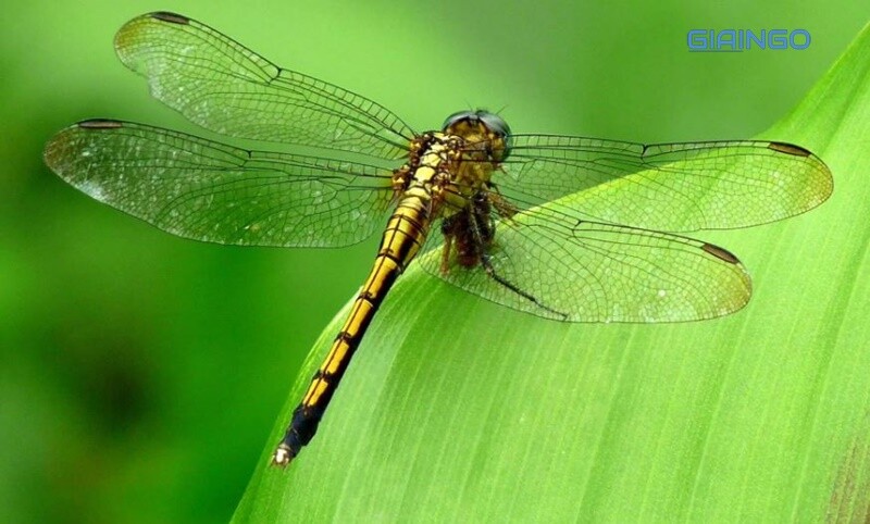Chuồn chuồn trong văn hóa dân gian