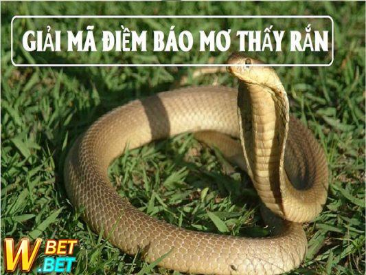 ngủ mơ thấy rắn