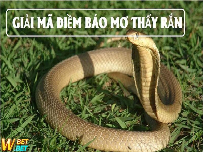 ngủ mơ thấy rắn