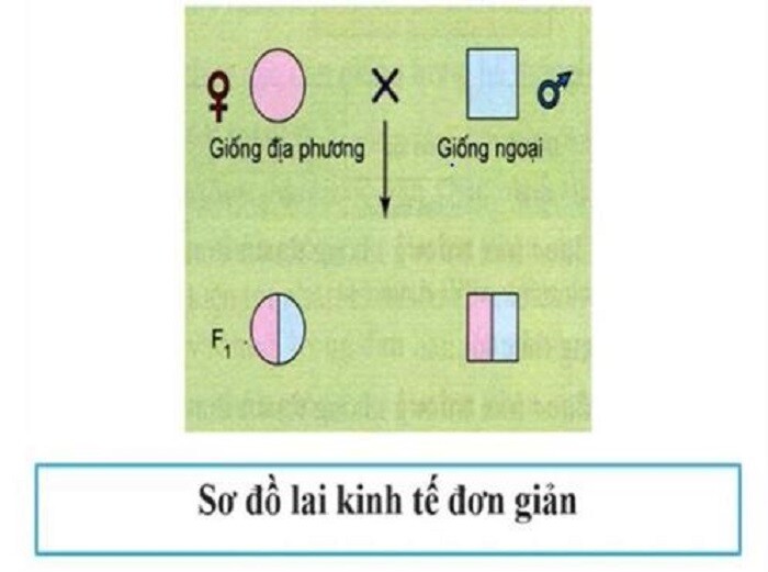 Hybrid tiết kiệm đơn giản