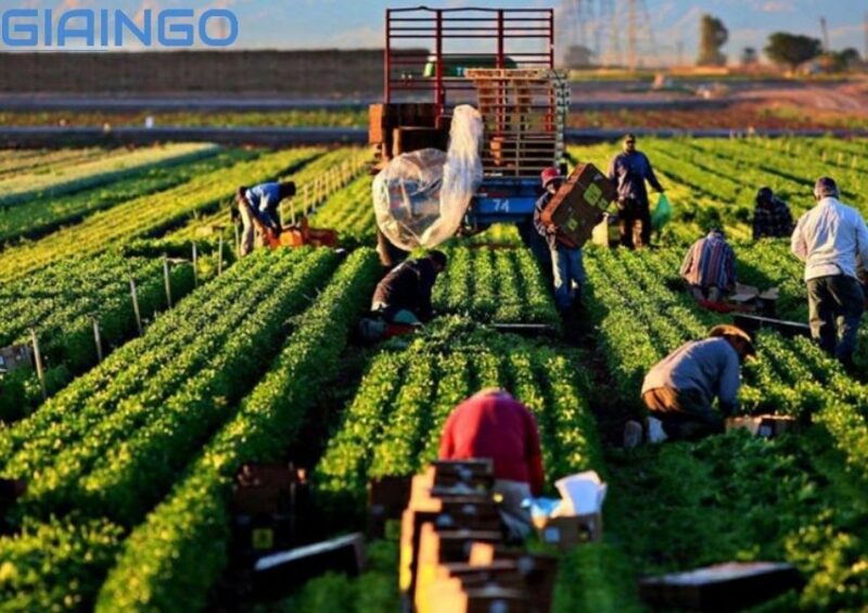 Hình thức sản xuất nông nghiệp chính ở Châu Âu là hình thức sản xuất nông nghiệp nào?