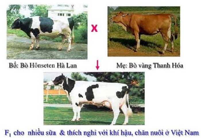 Kinh tế lai 