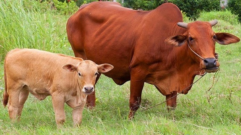 Nằm mơ thấy bò có ý nghĩa gì?