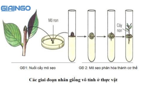 sinh sản vô tính ở thực vật