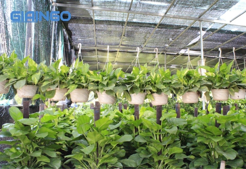 nhân giống vô tính cây cảnh