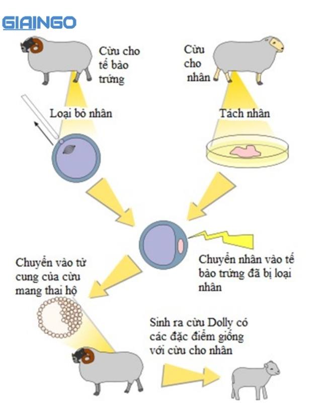 sinh sản vô tính ở động vật