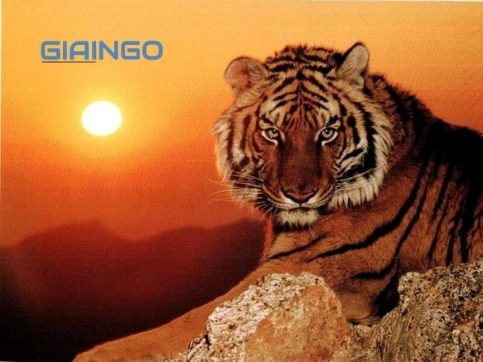 Chúc bạn may mắn tử vi tuổi Nhâm Dần 2022