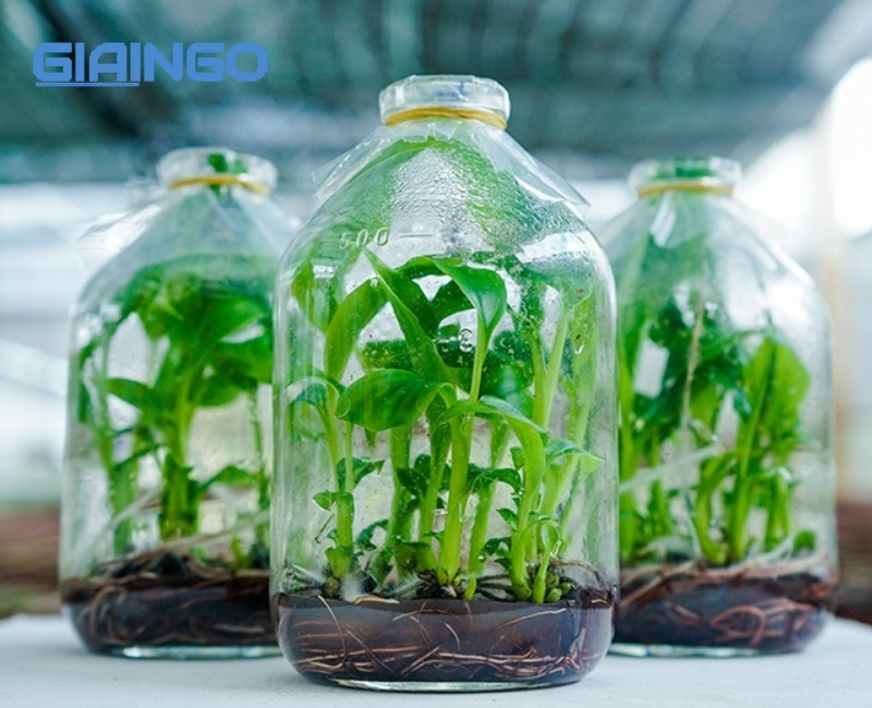 Công nghệ tế bào là gì?