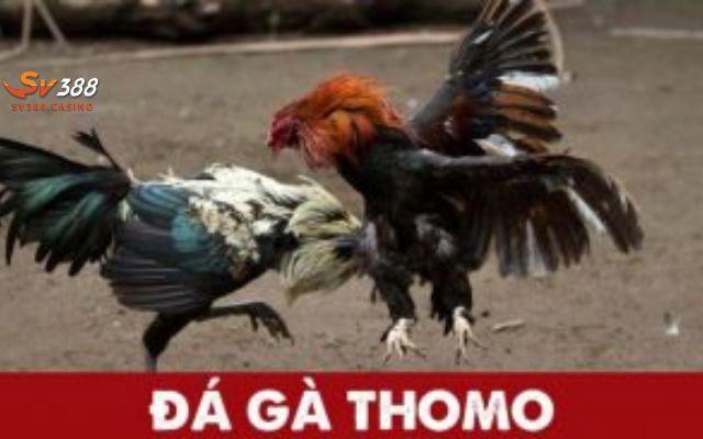 Tại sao đá gà Tomo của SV388 lại thu hút nhiều người chơi đến vậy?