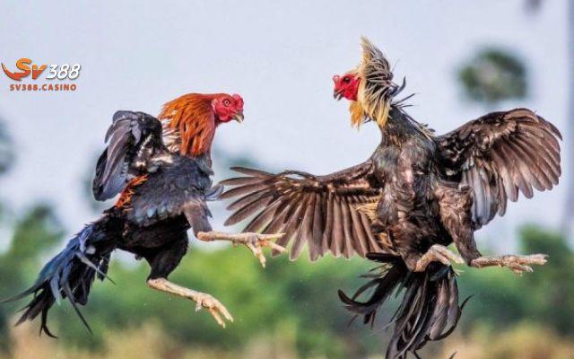 Những cân nhắc quan trọng cho người mới bắt đầu trong Tomo Fighting 