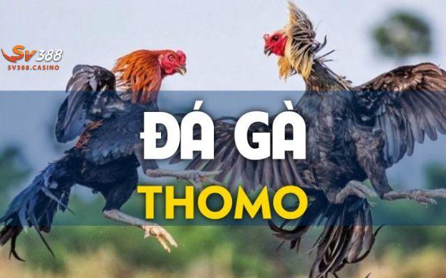 chọi gà tomo là gì 